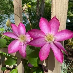 Meet your Posher, Denise